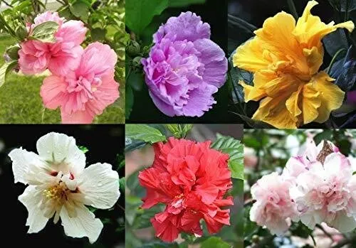 Fresh New Double Rose Of Sharon Hibiscus Syriacus 50 Seeds Flower Tree Bush Mixe - £10.19 GBP