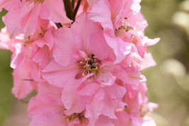 100 seeds Pink Perfection Larkspur / Delphinium Consolida Ambigua Ajacis Flower - £6.75 GBP