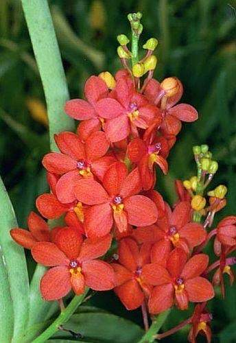 Ascocentrum curvifolium orchid