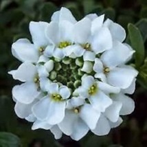 50 Iberis Brilliant White Candytuft Flower Seeds Fresh Seeds Fast Shipping - $23.64