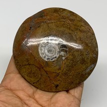 129.5g, 3.2&quot;x3.2&quot;x0.6&quot;, Goniatite (Button) Ammonite Polished Fossils, B30080 - £7.99 GBP