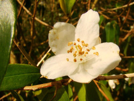 10 Cuspidate Camellia Seeds Camellia Cuspidata USA Fast Shipping - £13.72 GBP