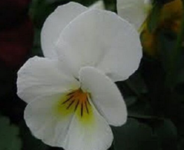 30 Pc Seeds Viola Cornuta White Flower Plant, ViolaSeeds for Planting | RK - £11.61 GBP