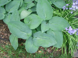 USA Seller Hosta Love Pat 20 Seeds Frosty Blue Leaves Free Shipping - £11.50 GBP