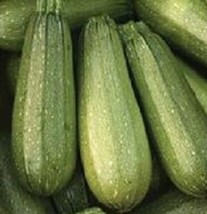 Zucchini Seeds Zucchini 100 Grey Summer Squash Seedsgarden Beautiful USA Seller - £14.80 GBP