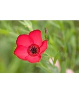 500 Flax Scarlet Nice Garden Flower Seeds - £7.06 GBP