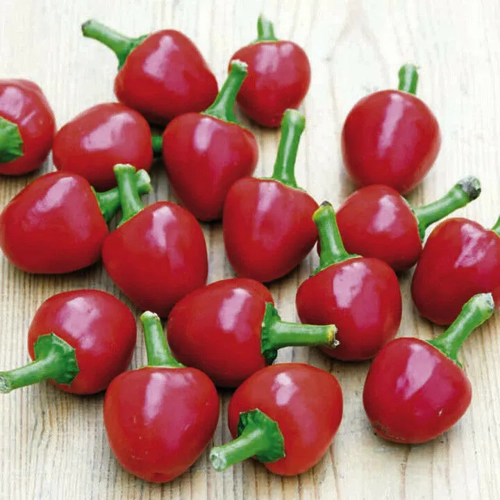 Cherry Bomb Chilli Cherry 30 Seeds Pepper Seed Very Spicy - £8.34 GBP