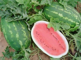 SR12Store 25 All Sweet Watermelon Seeds Descended From Crimson Sweet Fruit 2535L - £6.44 GBP