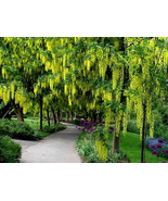 BS 10 Golden Shower Tree Seeds Cassia Fistula Yellow Flowers Fast Grow - €11,53 EUR