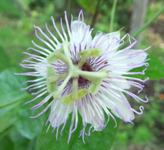 SEPTH Passiflora Foetida Var. Gossypifolia | Cottonleaf Passionflower | 5_Seeds - $32.00