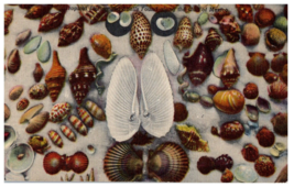 Hundreds of species of sea shells along lower Gulf Florida Postcard Posted 1955 - £7.08 GBP