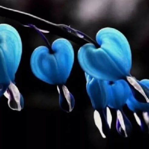 VN 25 Blue Bleeding Heart Seeds Flowers Perennial Garden Seeds - £7.59 GBP