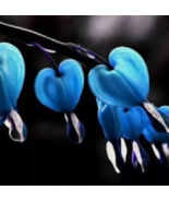 VN 25 Blue Bleeding Heart Seeds Flowers Perennial Garden Seeds - $10.10