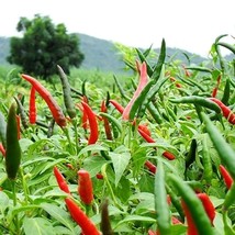 Chee Fah Dang Thai Chili Seeds - 10 Pack, Authentic Spicy Pepper Seeds for Home  - £5.19 GBP