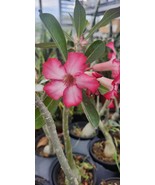 Desert Rose Seedling - 6 Plus Inches Tall - Pink - $12.00