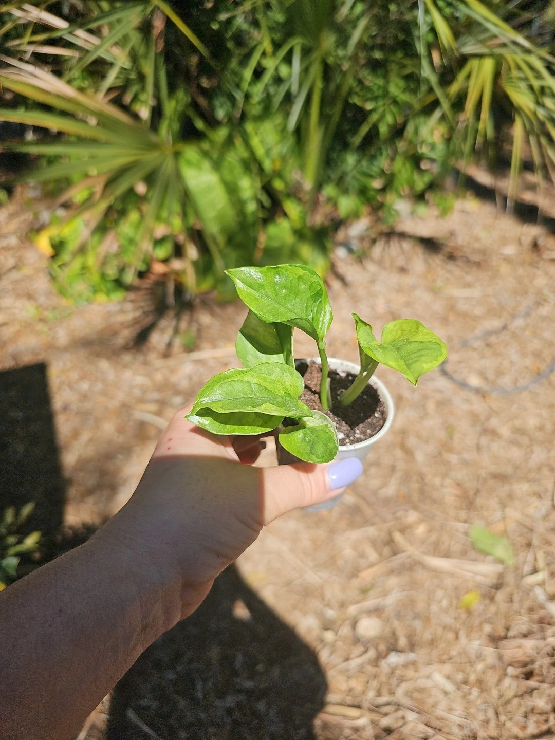 Lemon Meringue Pothos Live Plant In 2,5&quot; Pot Fully Rooted - $31.02
