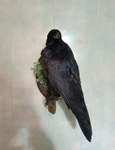 Stuffed real bird Raven. Taxidermy Raven wall mount - £353.86 GBP