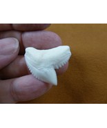 (s4-27) 1-1/8&quot; White TIGER SHARK TOOTH pendant You Pick Silver or Gold w... - $23.36