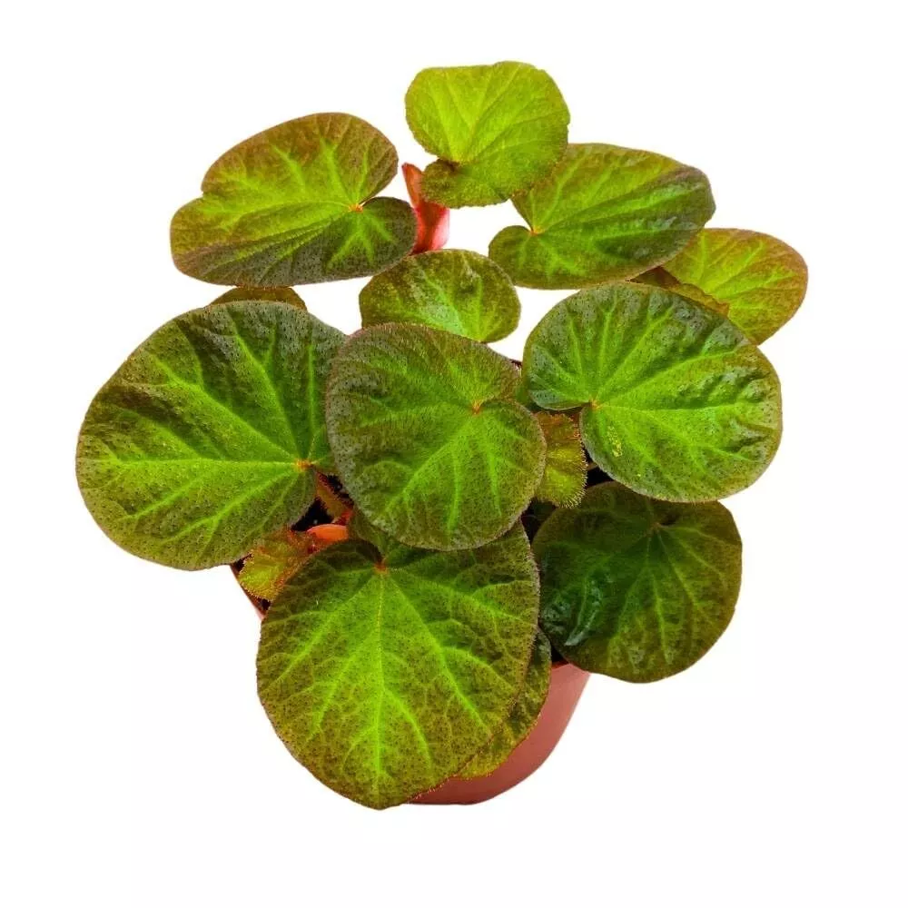 Begonia Manaus 4 in Rhizomatous Rhizo Green Orange Brown Fuzzy Leaves - £32.46 GBP