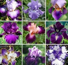 100 Piezas Bonsai Iris Mixed Seeds Flor Perennia Rara Flor Morada Barbuda Iris P - $9.70