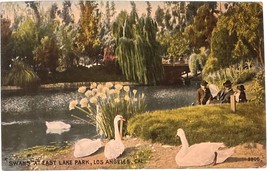 Swans at East Lake Park, Los Angeles, California, vintage post card 1905 - £10.19 GBP
