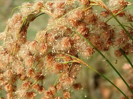 BRN Wool Grass 6&#39; Tall Pond Water Plant 1000 Seeds Groco* Fresh Garden - $8.97
