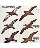Shearwaters &amp; Petrels Birds Varieties &amp; Types 1966 Color Art Print Natur... - $363.77 MXN