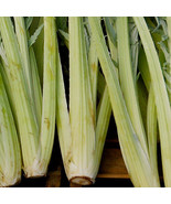 Bianco Avorio Cardoon Seeds - £5.14 GBP