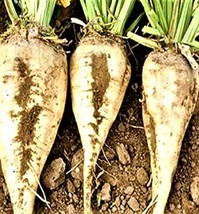 Semilir Sugar Beet Seeds 45 Seeds Non-Gmo Fast Grow From US - £5.81 GBP