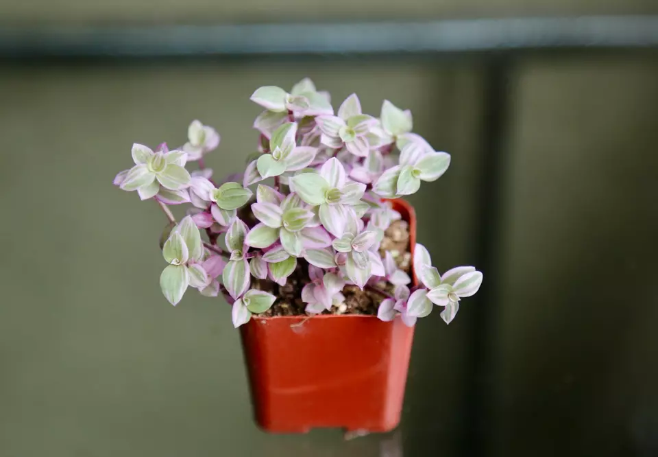 Pink Panther Pink Lady Callisia repens Wandering Jew Live Houseplant in ... - $579.94 MXN