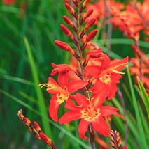 Crocosmia Orange Lucifer Live Plant 3&quot; Pot Perennial Flower for Garden B... - $39.99