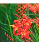 Crocosmia Orange Lucifer Live Plant 3&quot; Pot Perennial Flower for Garden B... - €34,39 EUR