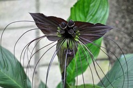 GIB Tacca chantrieri | Black Bat Flower | Cat&#39;s Whiskers | 50 Seeds - £14.34 GBP