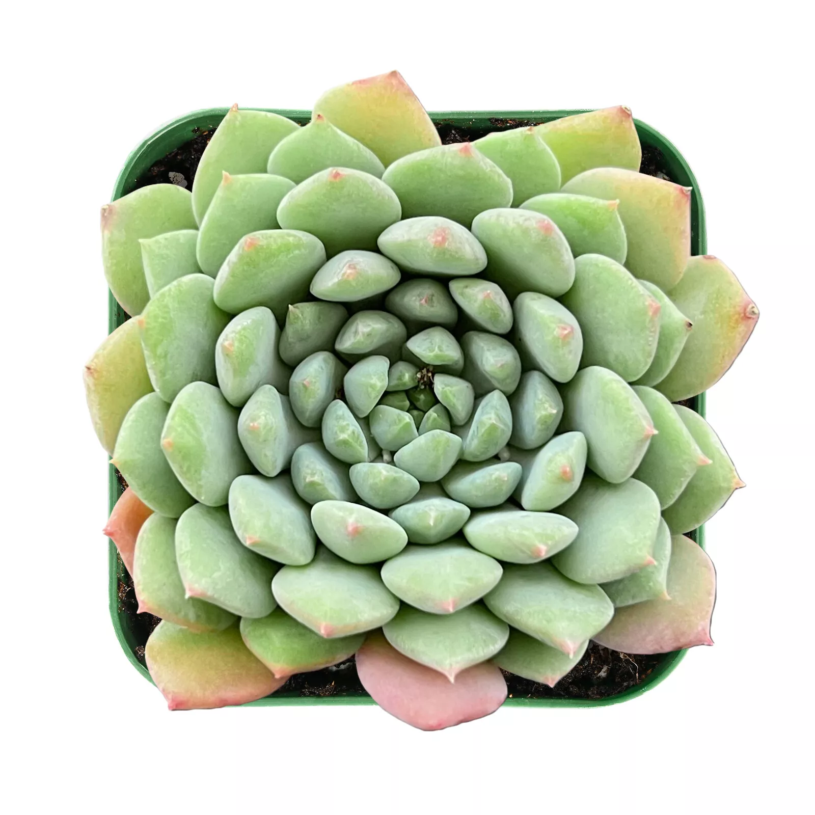Echeveria ‘Chrissy N Ryan’ Rosette Succulent Plant Fully Rooted in 2” Pl... - $26.00