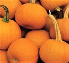 15 SEEDS Spookie Pumpkin Seeds NON-GMO - $12.99