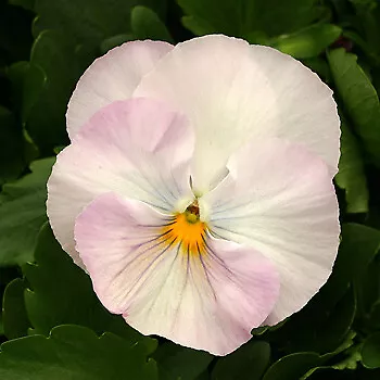 Pansy Magnum Pink Shades 250 seeds - $31.82
