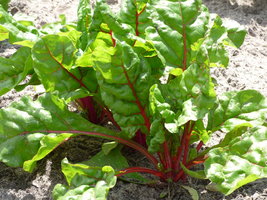 1,500 Rhubarb Seeds Swiss Chard Seeds - Yard, Garden &amp; Outdoor Living - £39.14 GBP