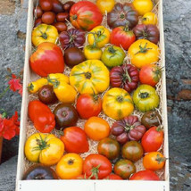 50 Seeds Tomato Mix Heirloom Open Pollinated Bright Flavorful Colorful - £7.01 GBP
