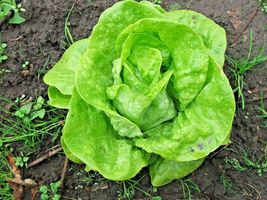 Shipped From Us 1,200+TOM Thumb Leaf Lettuce Organic Non-GMO Seeds, CB08 - £13.58 GBP