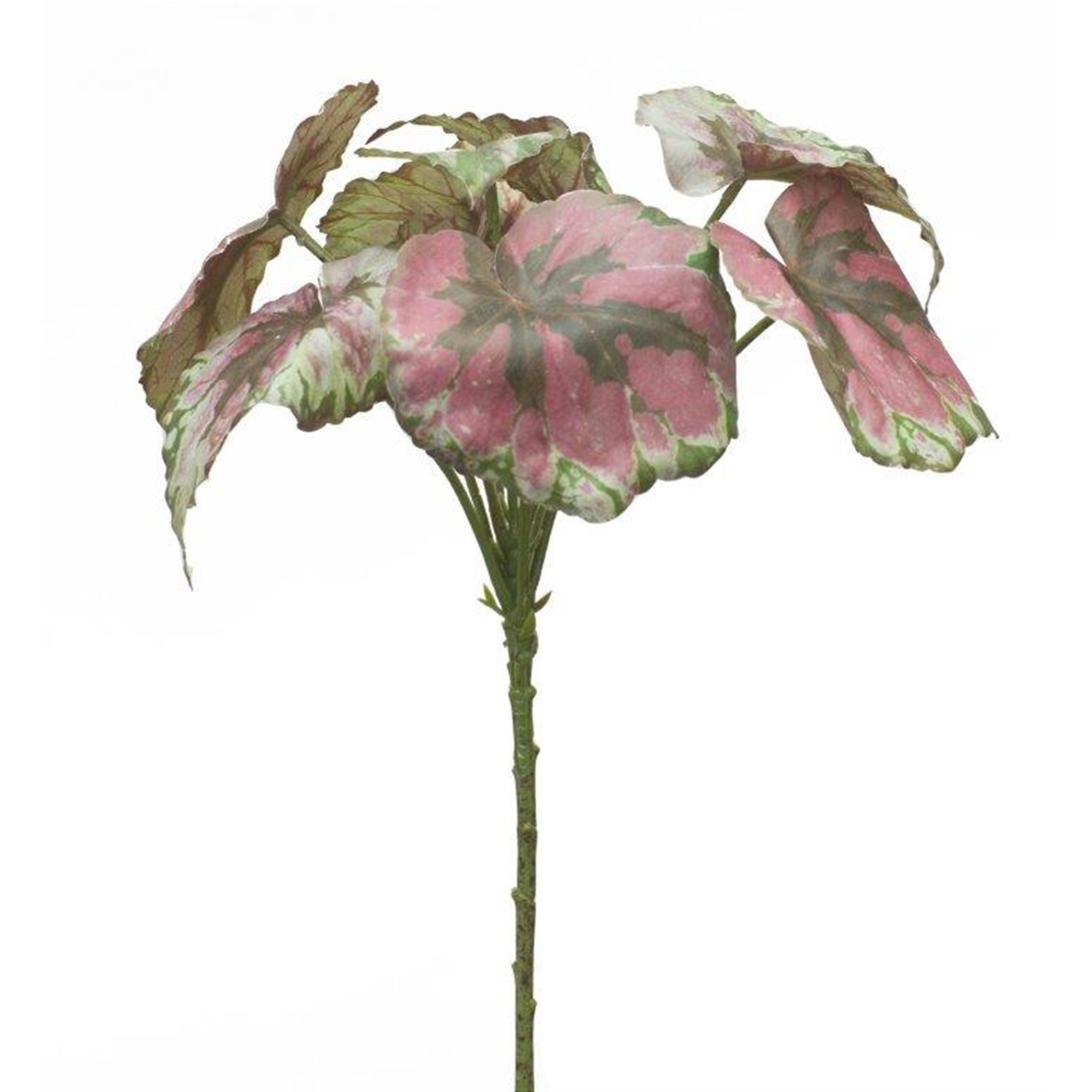 Varigated Begonia Leaf Bush (Set of 2) - $51.66