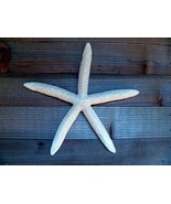 White Finger Starfish 6 - 8&quot; blue linckia beach living ocean theme weddi... - €15,52 EUR