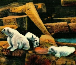 Polar Bears Brookfield Zoo Chicago Illinois IL UNP Vtg LInen Postcard - £3.14 GBP