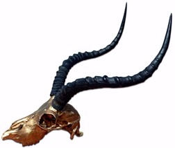 Real Impala Skull Bronze Spray Painted African Antelope Horns/Antelope Skull - £100.86 GBP