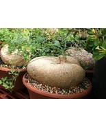MBK Pilosocereus Bradei Cactus Cacti Succulent Plant Cactaceae Fast Ship - €102,57 EUR