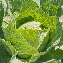 Fresh Seeds Copenhagen Market Cabbage Seeds - £9.24 GBP