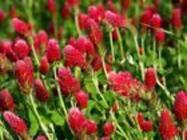 Crimson Clover Seeds Red Flower Trifolium Incarnatum USA 250+ Seeds - £7.98 GBP