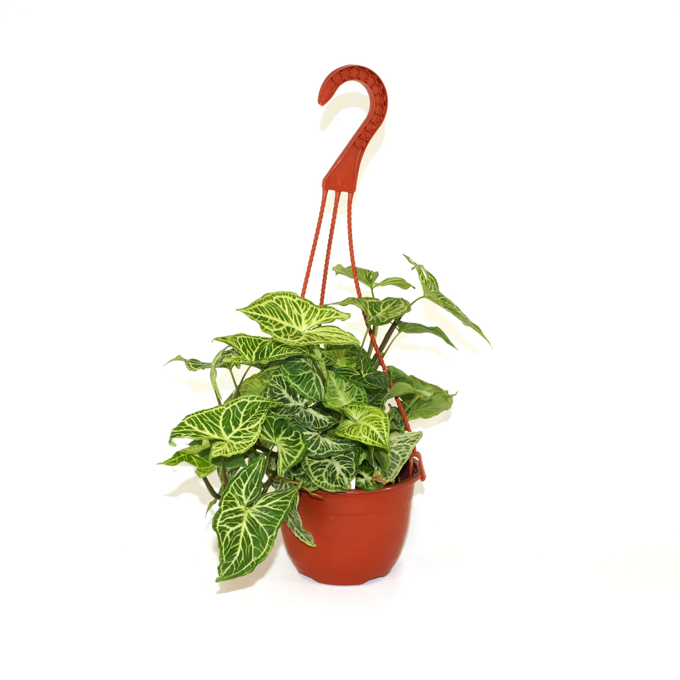 TISSS Syngonium Podophyllum Batik 6&quot; Hanging Basket USA Seller - £32.47 GBP