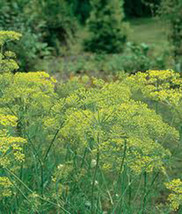 Rafhstore Dill Seed Mammoth Long Island Heirloom Non Gmo 25 Seeds Spice Us Seeds - £7.16 GBP