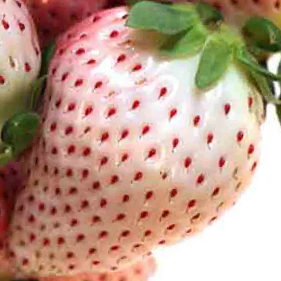 KS White Wonder Strawberry Spring Non Gmo Fruit 150 Seeds  - £7.25 GBP