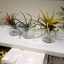IKEA FEJKA Artificial Plant Set Of 3 Air Plant  805.599.61 - $14.75